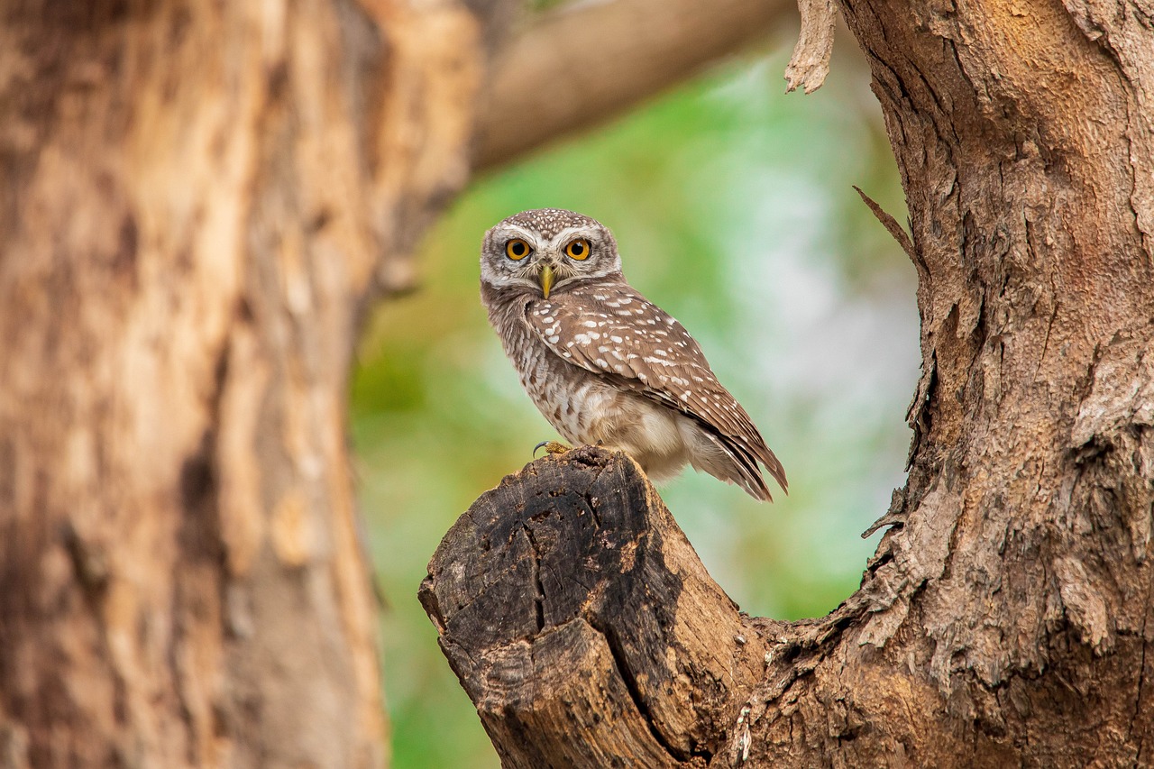 Best Plants for a Garden that Attracts Birds